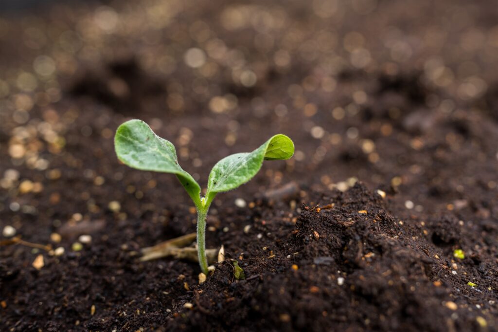 Benefits of basalt flour in garden use